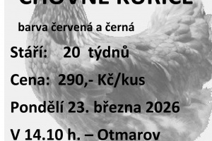 Prodej nosných kuřic v naší obci