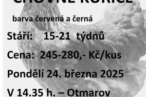 Prodej kuřic