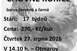 Prodej kuřic v naší obci