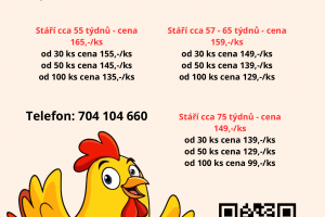 Nabídka slepic s dopravou